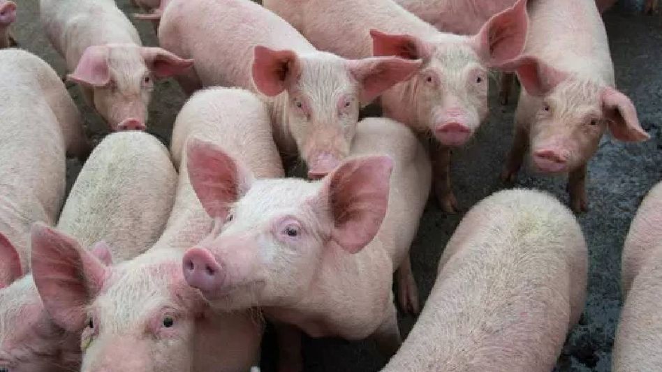 Manipur reports fresh African swine fever outbreak; authorities issue containment orders Manipur reports fresh African swine fever outbreak; authorities issue containment orders