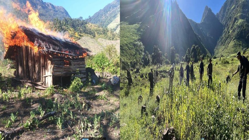 Manipur security forces destroy over 476 acres of illegal poppy plantations Manipur security forces destroy over 476 acres of illegal poppy plantations