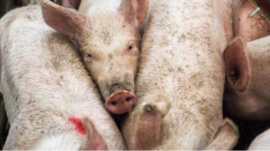 Assam bans inter-district movement of pigs as ASF cases surge across state Assam bans inter-district movement of pigs as ASF cases surge across state