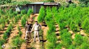 12 lakh cannabis plants worth Rs 50 crore destroyed in Tripura; 500 personnel deployed in massive crackdown 12 lakh cannabis plants worth Rs 50 crore destroyed in Tripura; 500 personnel deployed in massive crackdown