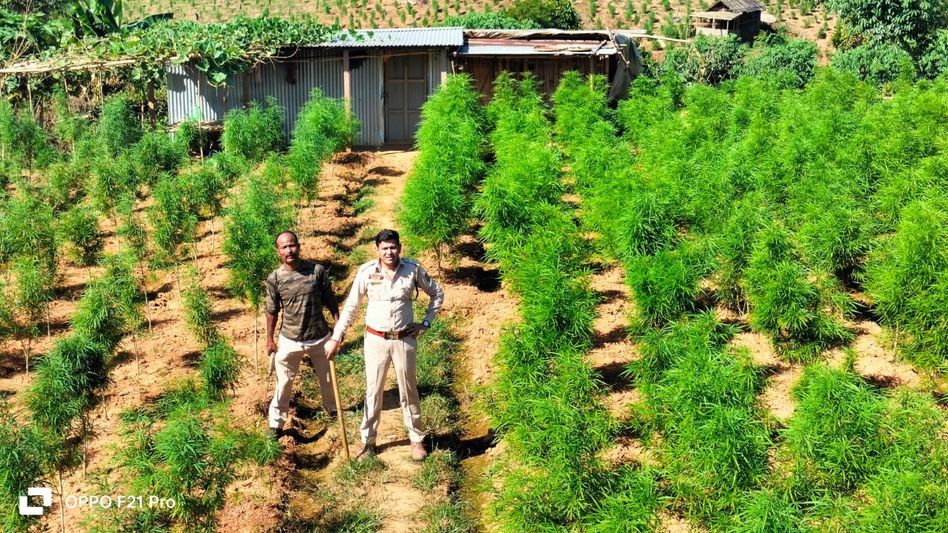 12 lakh cannabis plants worth Rs 50 crore destroyed in Tripura; 500 personnel deployed in massive crackdown 12 lakh cannabis plants worth Rs 50 crore destroyed in Tripura; 500 personnel deployed in massive crackdown