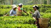 Assam to roll out ‘special policy’ to protect ‘genuine youths’ from fake tea garden claims Assam to roll out ‘special policy’ to protect ‘genuine youths’ from fake tea garden claims