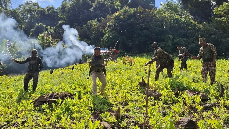 Manipur forces wipe out fresh poppy fields as crackdown expands Manipur forces wipe out fresh poppy fields as crackdown expands