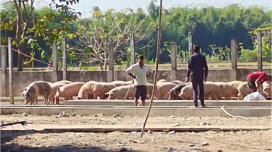 ASF-infected pigs seized at Assam–Bengal border as illegal syndicate defies statewide ban ASF-infected pigs seized at Assam–Bengal border as illegal syndicate defies statewide ban