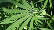 ‘Even cannabis can cause strokes’: Neurologist warns of rising drug-linked emergencies ‘Even cannabis can cause strokes’: Neurologist warns of rising drug-linked emergencies