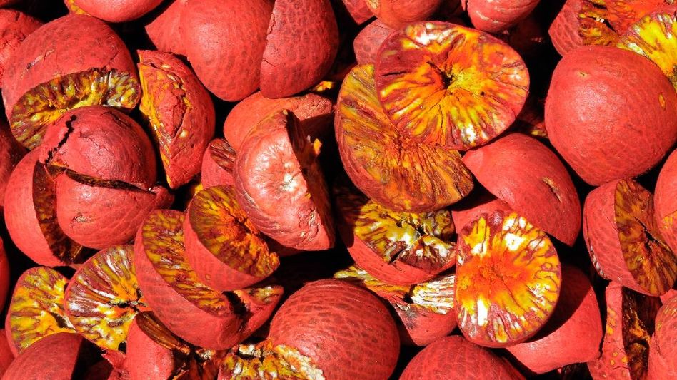 Border crackdown boosts areca nut prices in Mizoram's Mamit as smuggling from Myanmar decreases Border crackdown boosts areca nut prices in Mizoram's Mamit as smuggling from Myanmar decreases