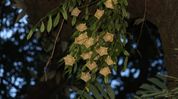 Arunachal discovers new plant species 'Hoya dawodiensis', marking major biodiversity breakthrough Arunachal discovers new plant species 'Hoya dawodiensis', marking major biodiversity breakthrough