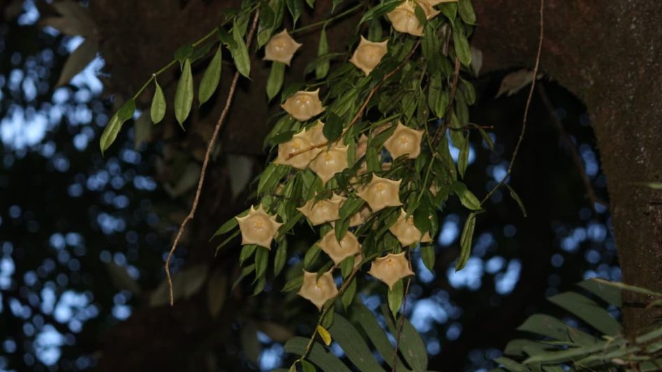 Arunachal discovers new plant species 'Hoya dawodiensis', marking major biodiversity breakthrough Arunachal discovers new plant species 'Hoya dawodiensis', marking major biodiversity breakthrough