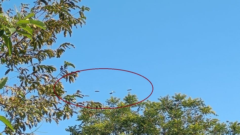 Rare hornbills return to Silluk after years; Pasighat DFO issues strict no-hunting advisory Rare hornbills return to Silluk after years; Pasighat DFO issues strict no-hunting advisory