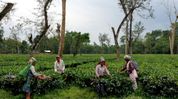 Assam moves to grant land rights to tea workers; bill seeks removal of ‘labour lines’ from plantation land Assam moves to grant land rights to tea workers; bill seeks removal of ‘labour lines’ from plantation land