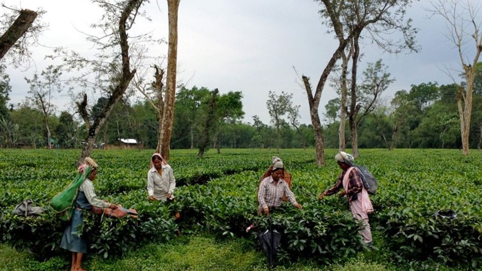 Assam moves to grant land rights to tea workers; bill seeks removal of ‘labour lines’ from plantation land Assam moves to grant land rights to tea workers; bill seeks removal of ‘labour lines’ from plantation land