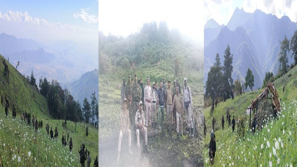 Security forces destroy over 100 acres of illegal poppy plantations in Manipur Security forces destroy over 100 acres of illegal poppy plantations in Manipur