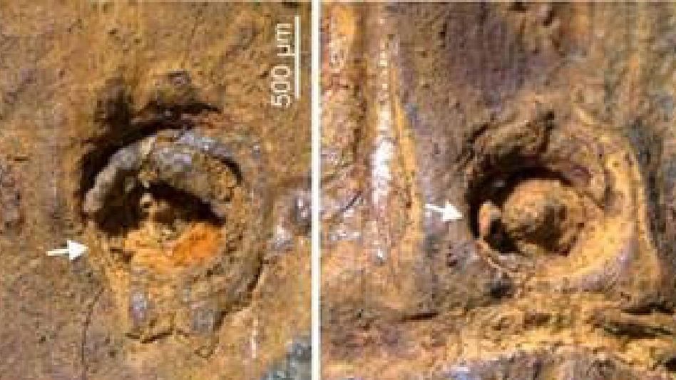 37,000-year-old bamboo from Manipur reveals Asia’s ice age secret 37,000-year-old bamboo from Manipur reveals Asia’s ice age secret