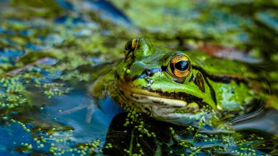 Scientists identify 13 new amphibian species across Northeast India Scientists identify 13 new amphibian species across Northeast India
