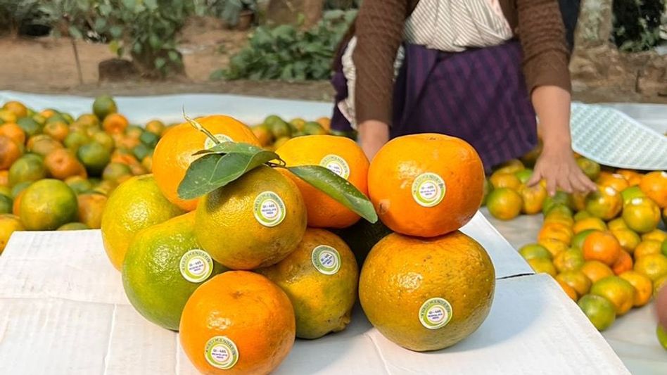 Khasi Mandarin spotlight sharpens Meghalaya’s push for stronger organic exports Khasi Mandarin spotlight sharpens Meghalaya’s push for stronger organic exports