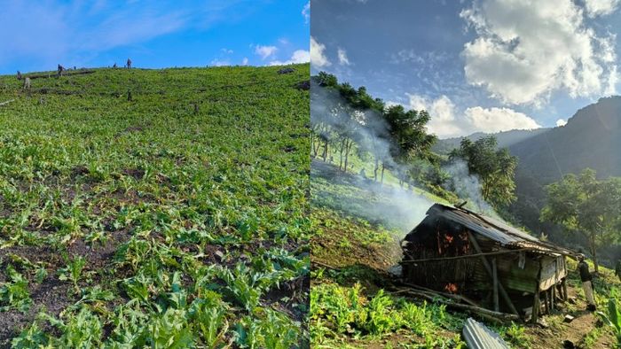 Security forces destroy 54 acres of illegal poppy fields in Manipur's Kangpokpi