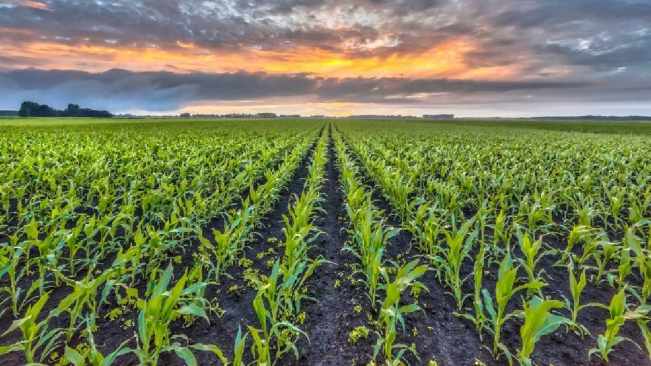 Rodent infestation devastates 42 per cent of Mizoram’s crops, over 5000 farmers affected Rodent infestation devastates 42 per cent of Mizoram’s crops, over 5000 farmers affected