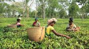 CAG exposes gaps in Assam Tea Workers’ provident fund safety net, 40000 still uncovered CAG exposes gaps in Assam Tea Workers’ provident fund safety net, 40000 still uncovered