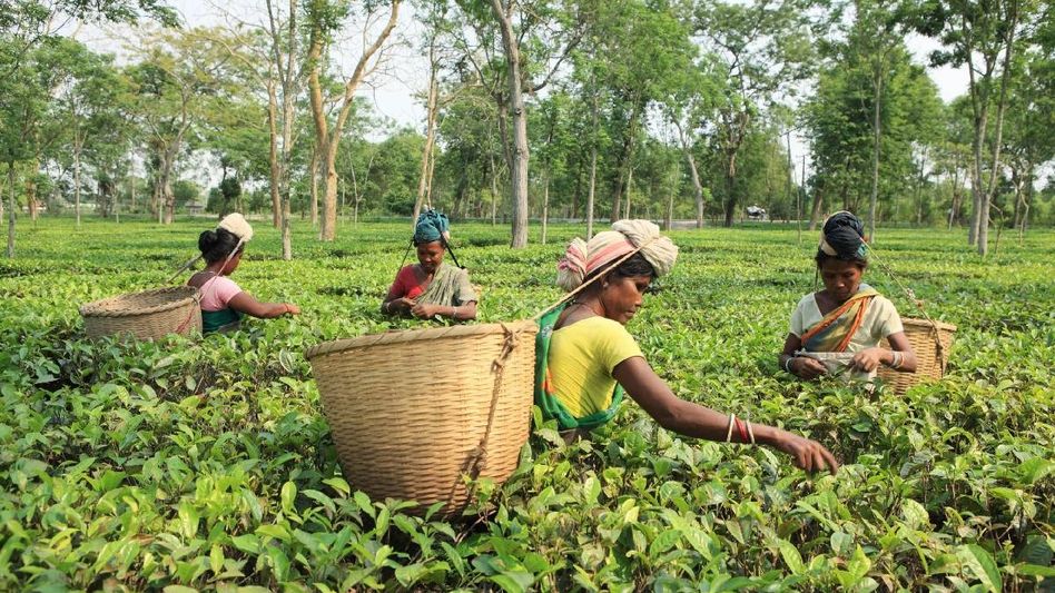 CAG exposes gaps in Assam Tea Workers’ provident fund safety net, 40000 still uncovered CAG exposes gaps in Assam Tea Workers’ provident fund safety net, 40000 still uncovered