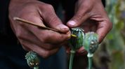 After Taliban halts opium in Afghanistan, Myanmar emerges as world’s top producer: UN Survey After Taliban halts opium in Afghanistan, Myanmar emerges as world’s top producer: UN Survey