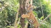 Royal Bengal tiger cub photographed near Gangtok sparks wildlife excitement Royal Bengal tiger cub photographed near Gangtok sparks wildlife excitement