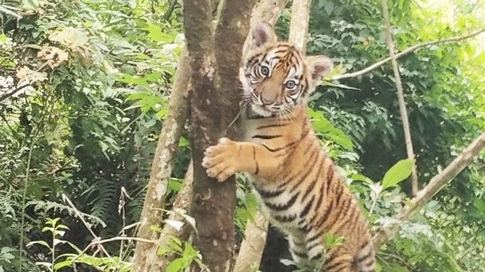 Royal Bengal tiger cub photographed near Gangtok sparks wildlife excitement Royal Bengal tiger cub photographed near Gangtok sparks wildlife excitement