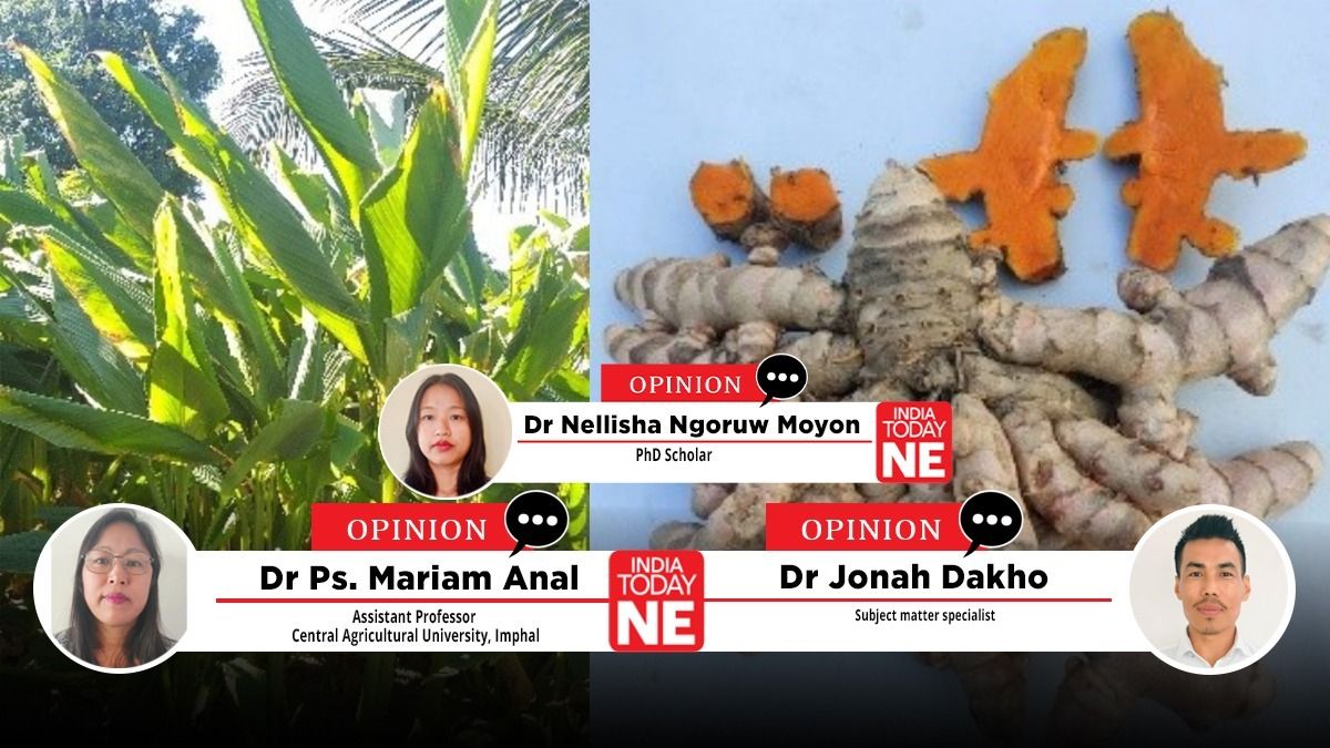 Turmeric: North-East India’s golden wonder crop for health and wealth Turmeric: North-East India’s golden wonder crop for health and wealth