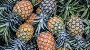 Tripura to set up pineapple auction centre: CM Manik Saha Tripura to set up pineapple auction centre: CM Manik Saha