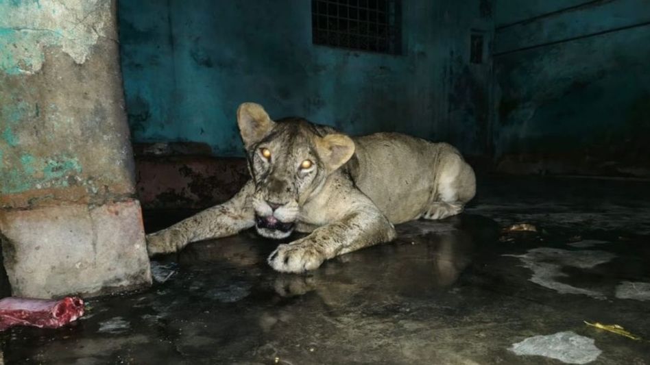 Daisy sparks panic: Escaped lioness recaptured at Dhaka Zoo after 2.5 hours Daisy sparks panic: Escaped lioness recaptured at Dhaka Zoo after 2.5 hours