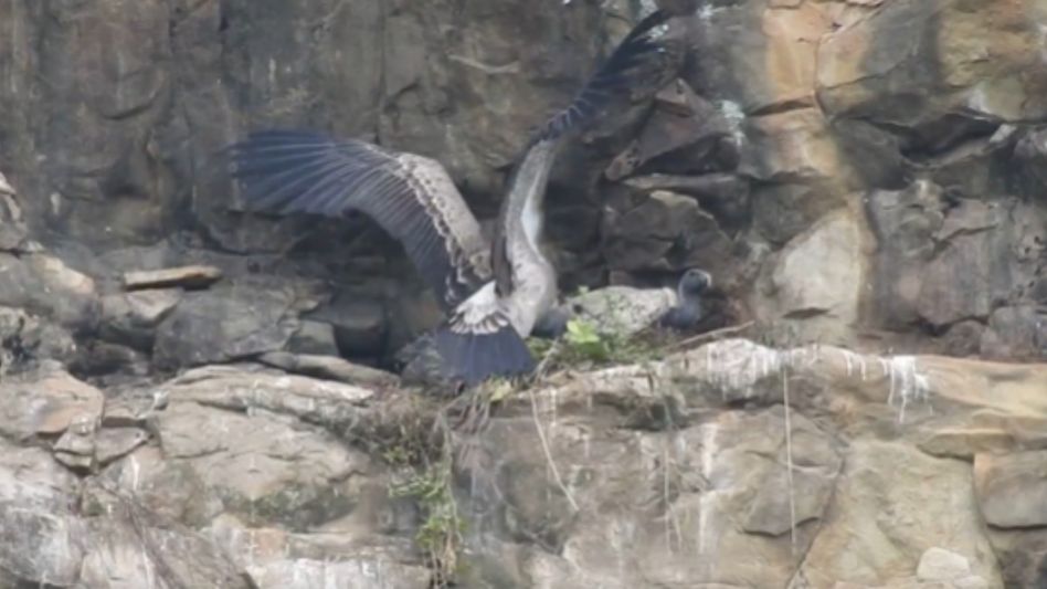 35 critically endangered vultures released into Kaziranga 35 critically endangered vultures released into Kaziranga