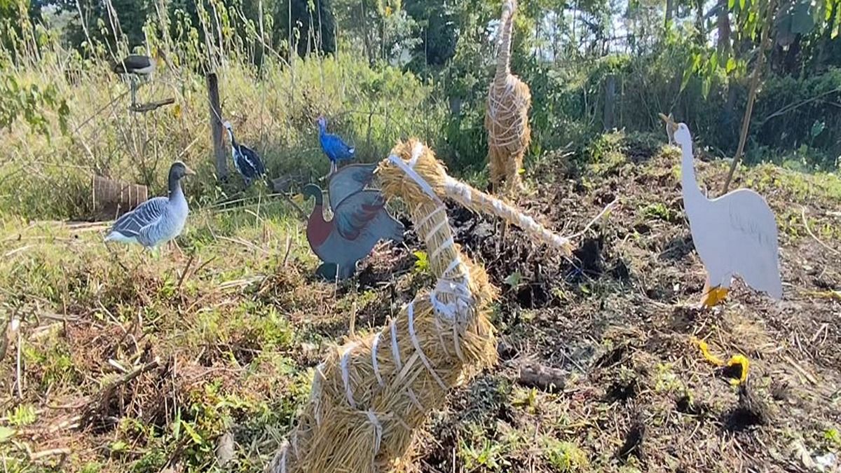 Assam: Majuli's Charaichung festival pushes for revival of Asia’s oldest bird sanctuary Assam: Majuli's Charaichung festival pushes for revival of Asia’s oldest bird sanctuary