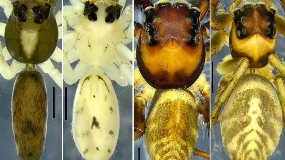 ZSI scientists discover rare pair of jumping spider species in Meghalaya ZSI scientists discover rare pair of jumping spider species in Meghalaya