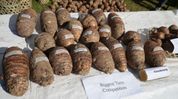 Nagaland village launches festival to revive climate-resilient taro crop Nagaland village launches festival to revive climate-resilient taro crop
