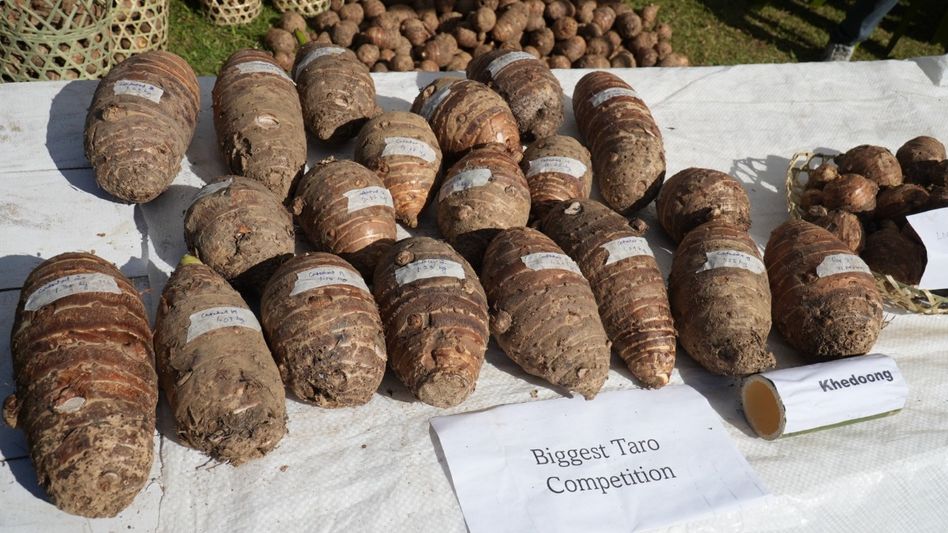 Nagaland village launches festival to revive climate-resilient taro crop Nagaland village launches festival to revive climate-resilient taro crop