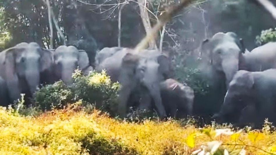 Assam: Man-elephant conflict escalates as herds wreak havoc in Kamrup Rural Assam: Man-elephant conflict escalates as herds wreak havoc in Kamrup Rural