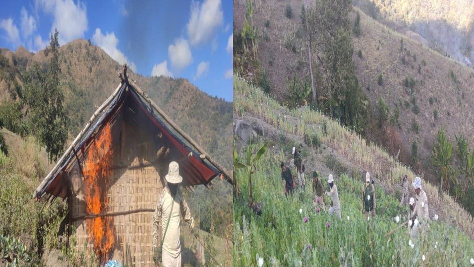 Security forces destroy 140 acres of poppy cultivation in Manipur's Ukhrul, SOREPA cadre arrested in Thoubal Security forces destroy 140 acres of poppy cultivation in Manipur's Ukhrul, SOREPA cadre arrested in Thoubal