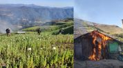 Manipur security forces destroy 119 acres of poppy cultivation in Ukhrul Manipur security forces destroy 119 acres of poppy cultivation in Ukhrul