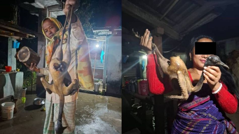 Critically endangered Bengal Florican poached and consumed in Assam, social media posts trigger outrage Critically endangered Bengal Florican poached and consumed in Assam, social media posts trigger outrage