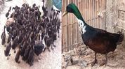 Assam’s Nagi duck and Rajdigheli goose secure national recognition Assam’s Nagi duck and Rajdigheli goose secure national recognition