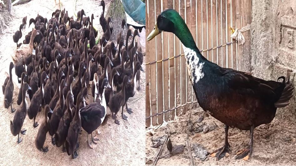 Assam’s Nagi duck and Rajdigheli goose secure national recognition Assam’s Nagi duck and Rajdigheli goose secure national recognition