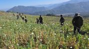 Manipur security forces destroy 42 acres of poppy cultivation in Kangpokpi district Manipur security forces destroy 42 acres of poppy cultivation in Kangpokpi district