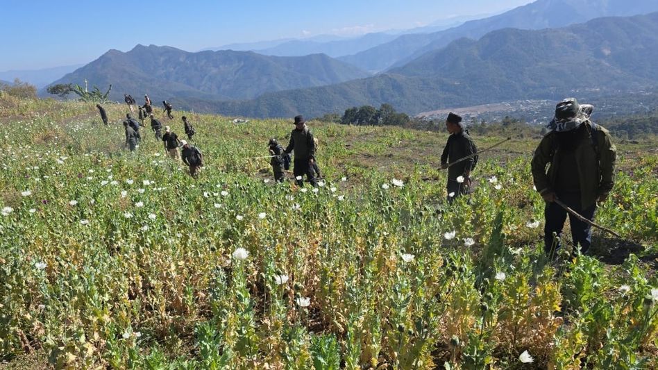 Manipur security forces destroy 42 acres of poppy cultivation in Kangpokpi district Manipur security forces destroy 42 acres of poppy cultivation in Kangpokpi district