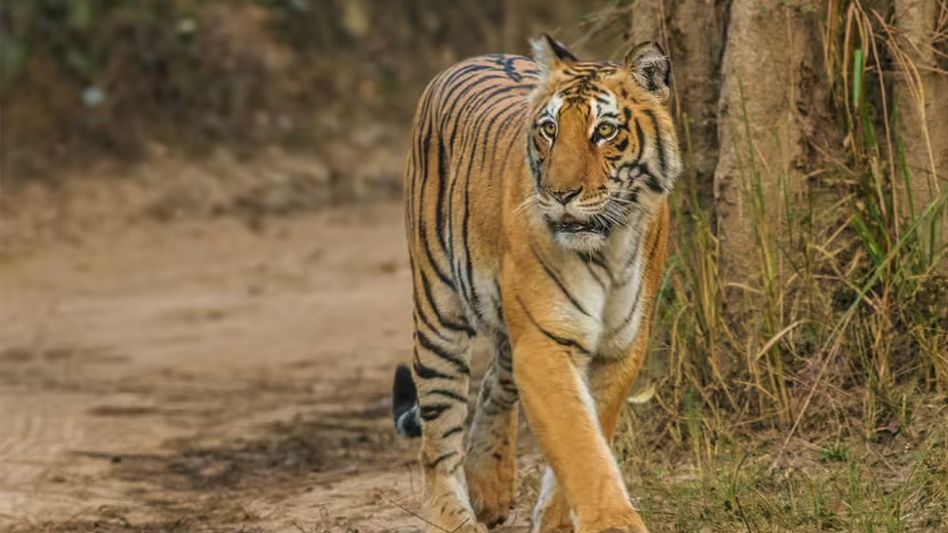 Tiger relocation to West Bengal from Assam delayed as villages remain inside core forest Tiger relocation to West Bengal from Assam delayed as villages remain inside core forest