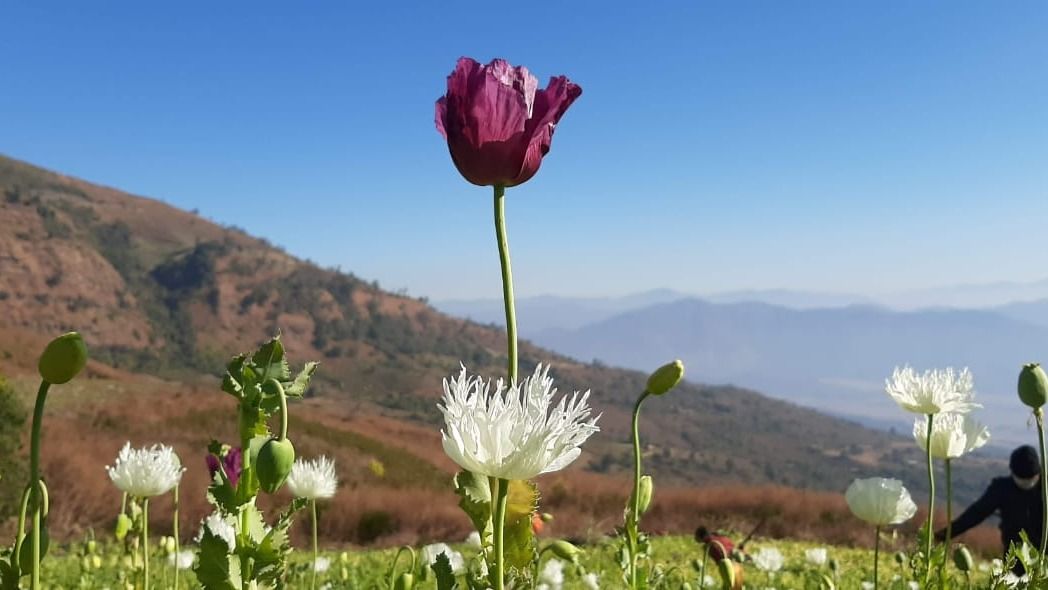 Manipur: CSOs of Kangpokpi district declare complete ban on poppy cultivation from 2026
