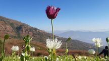 Manipur: CSOs of Kangpokpi district declare complete ban on poppy cultivation from 2026 Manipur: CSOs of Kangpokpi district declare complete ban on poppy cultivation from 2026