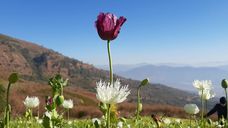 Manipur: CSOs of Kangpokpi district declare complete ban on poppy cultivation from 2026 Manipur: CSOs of Kangpokpi district declare complete ban on poppy cultivation from 2026