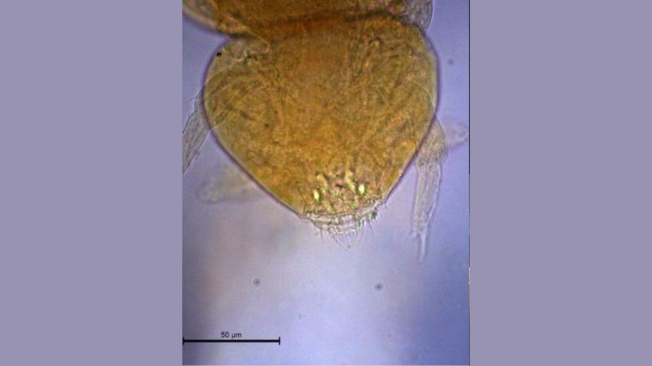 New springtail species discovered in Sikkim, first of its genus in India New springtail species discovered in Sikkim, first of its genus in India