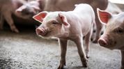 African Swine fever detected in Tripura; Epicenter declared, restrictions imposed African Swine fever detected in Tripura; Epicenter declared, restrictions imposed