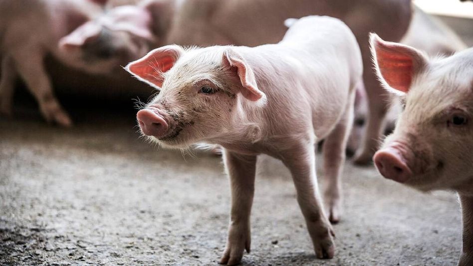 African Swine fever detected in Tripura; Epicenter declared, restrictions imposed African Swine fever detected in Tripura; Epicenter declared, restrictions imposed