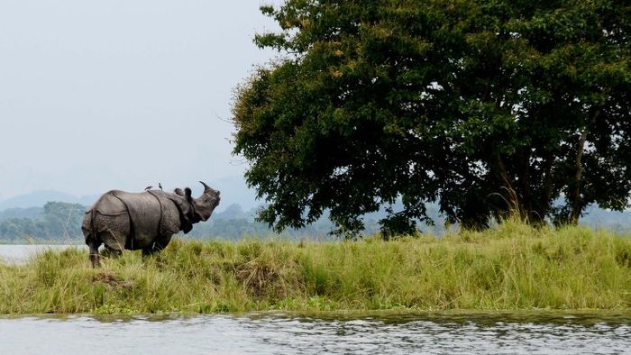 Foreign tourist footfall to Kaziranga rises 127% in three years: Himanta Biswa Sarma